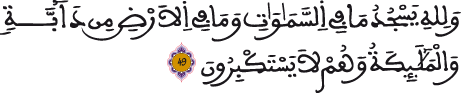 النحل 49