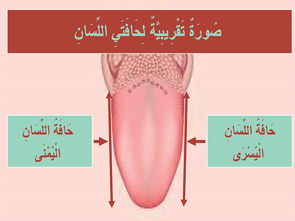 صُورَةٌ تَقْرِيبِيَّةٌ لِحَافَتَيِ اللِّسَانِ صُورَةٌ تَقْرِيبِيَّةٌ لِحَافَتَيِ اللِّسَانِ