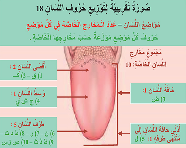 صورة تقريبية لتوزيع حروف اللسان 18