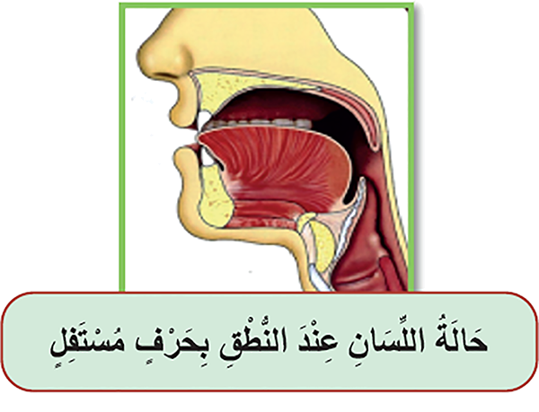 حالة اللسان عند النطق بحرف مستفل