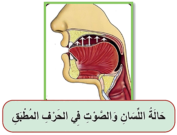 حالة اللسان والصوت في الحرف المطبق