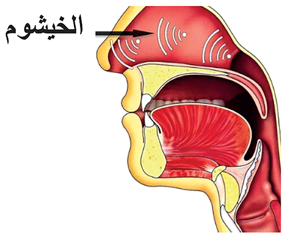 صُورَةٌ تُوَضِّحُ الخيشوم مَخْرَجَ الْغُنَّةِ 